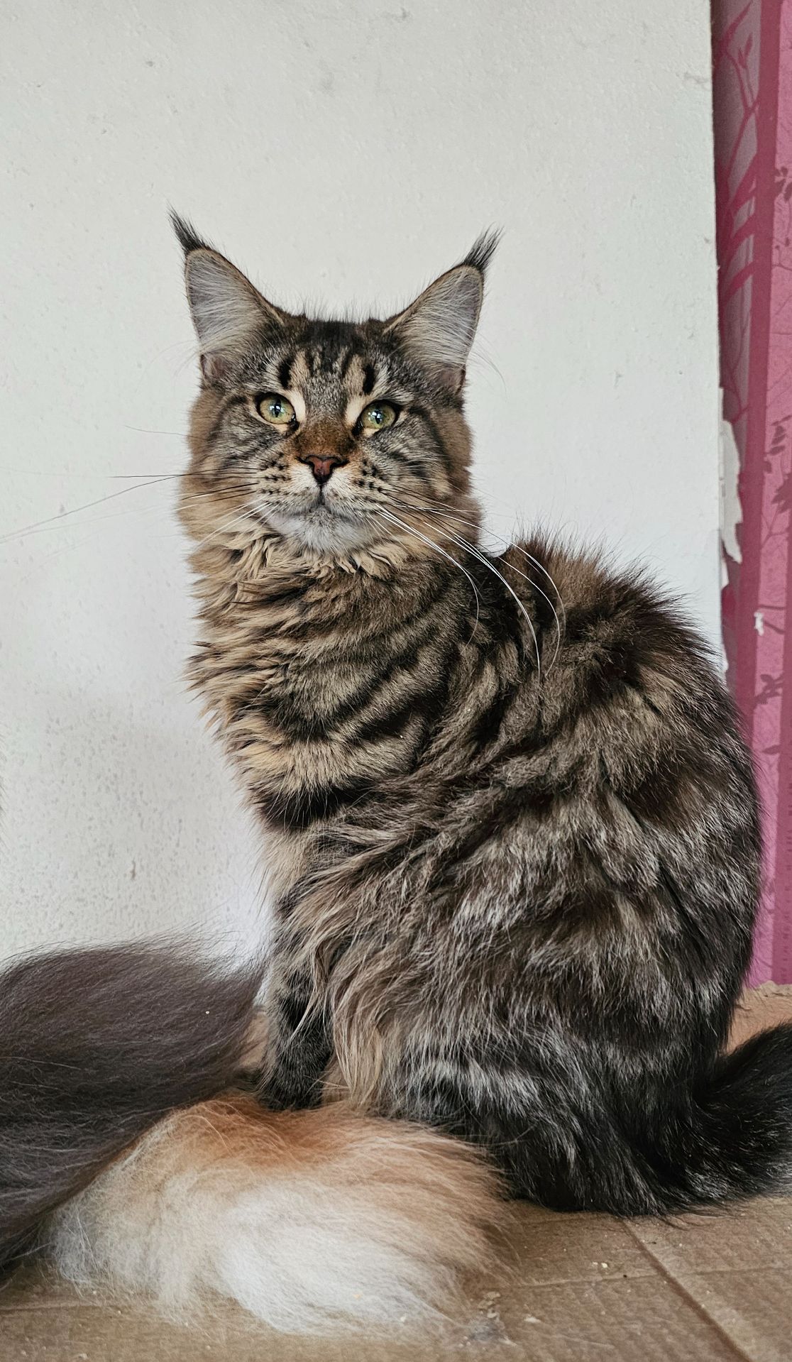 Зара девочка мейн кун