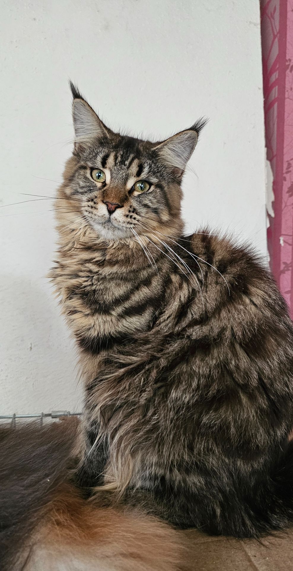 Зара девочка мейн кун