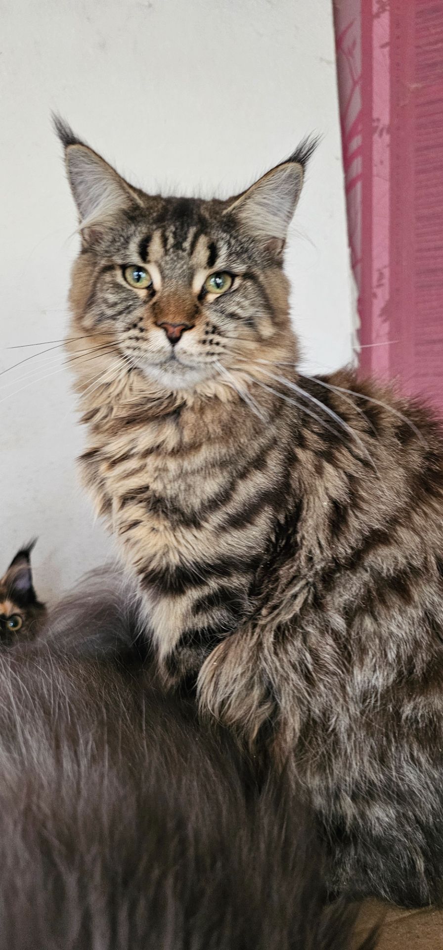 Зара девочка мейн кун