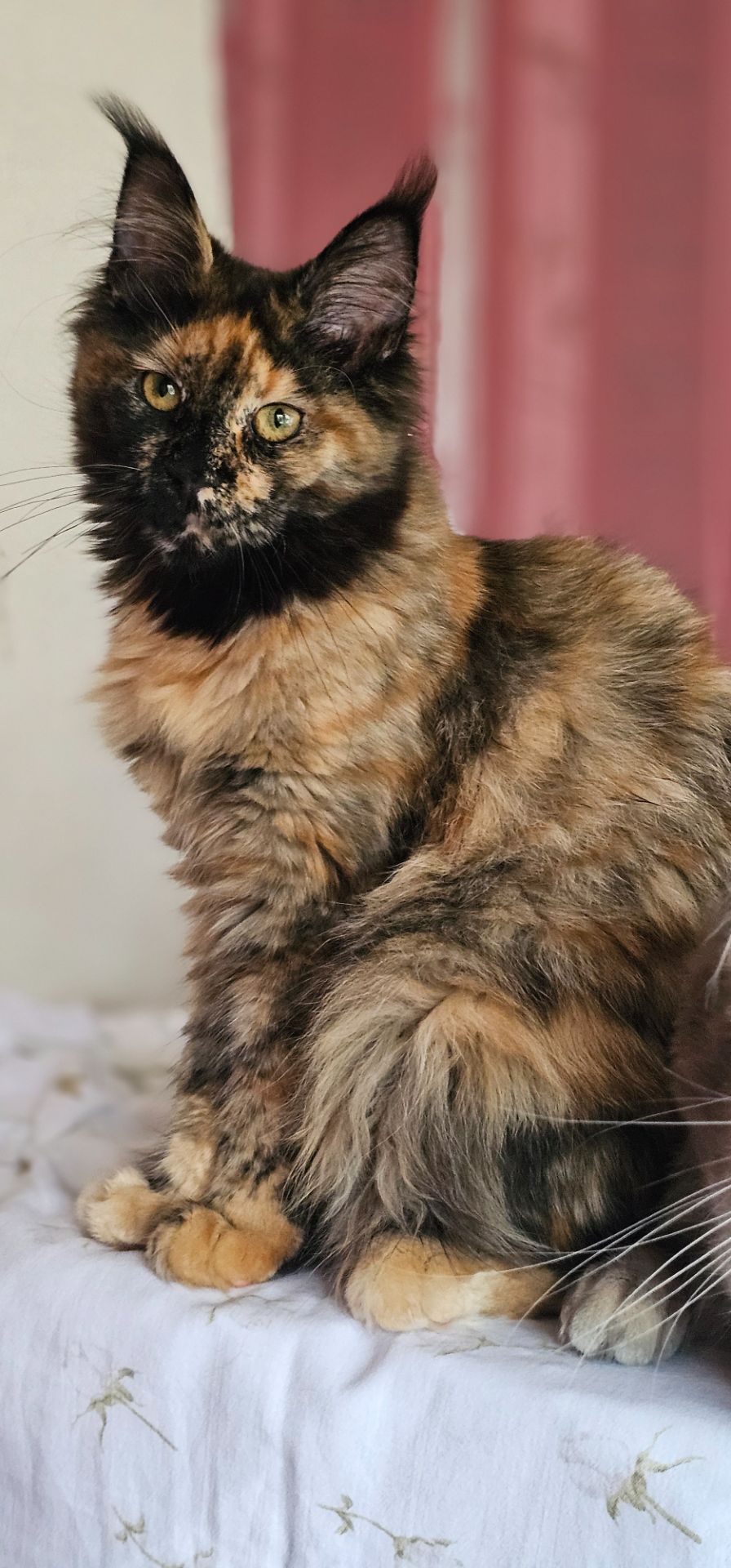 Сногшибательная девочка мейн кун