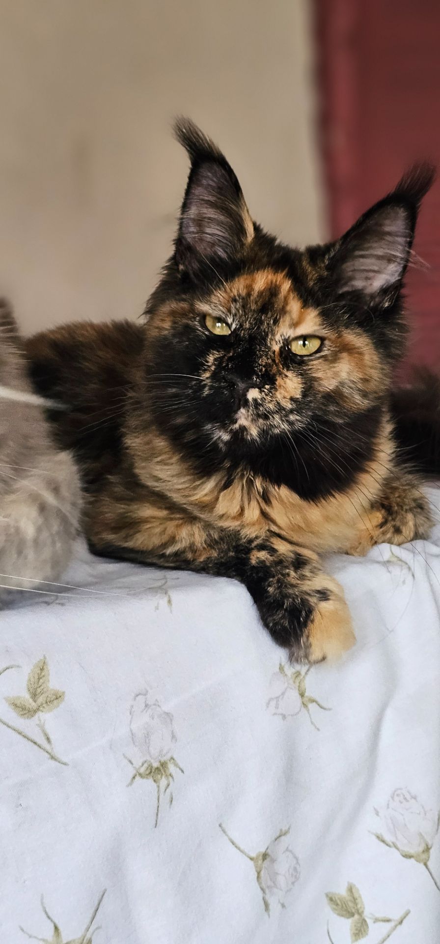 Сногшибательная девочка мейн кун