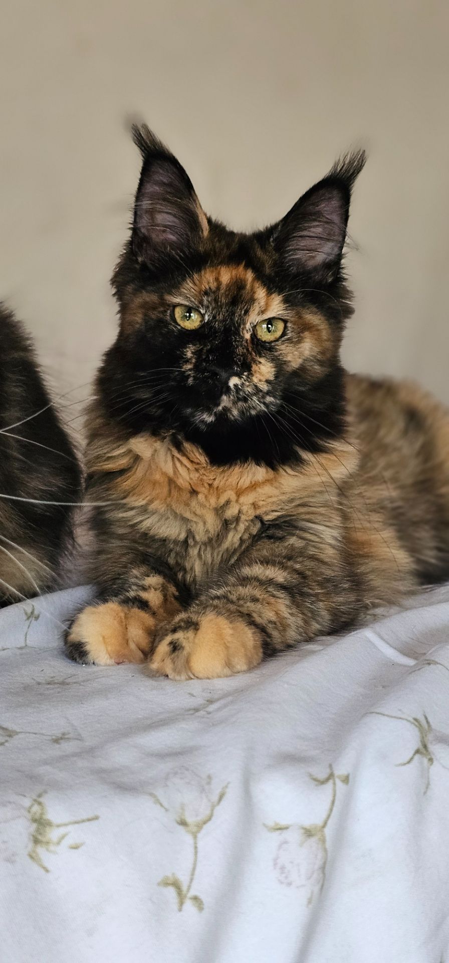 Сногшибательная девочка мейн кун