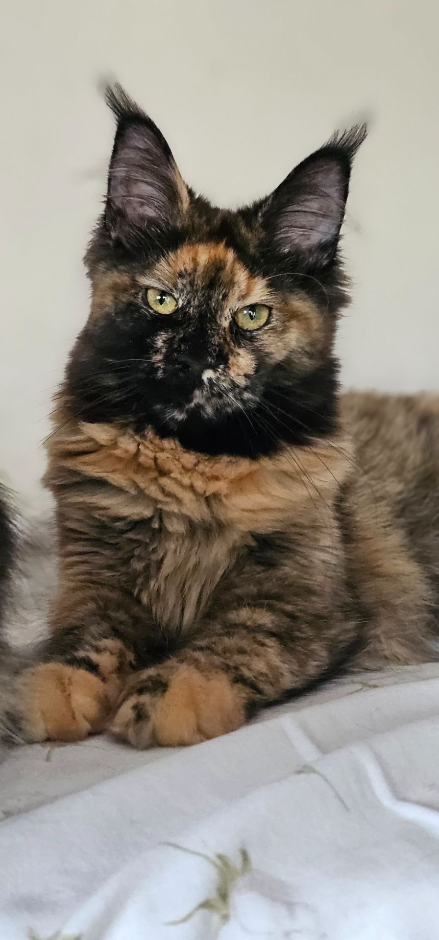 Сногшибательная девочка мейн кун