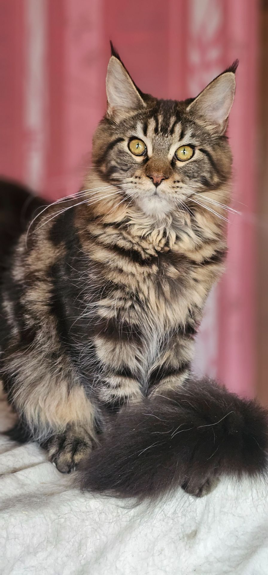 Девочка лесного окраса мейн кун