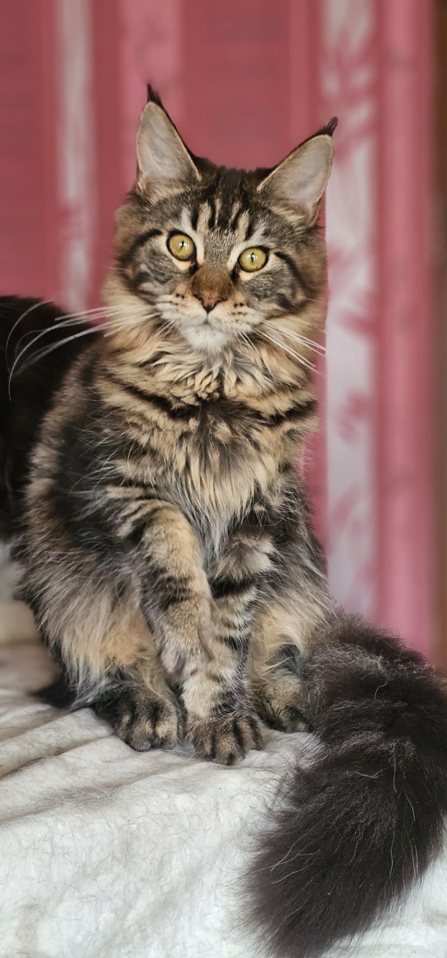 Девочка лесного окраса мейн кун