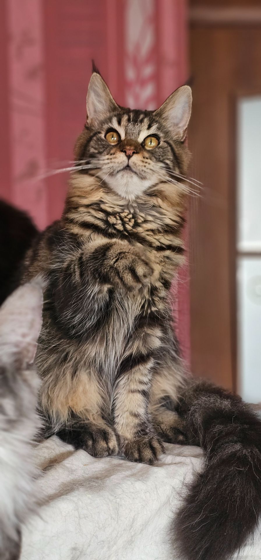 Девочка лесного окраса мейн кун