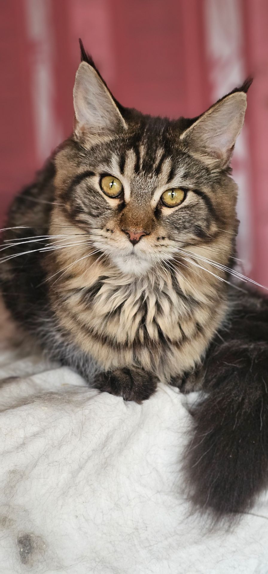 Девочка лесного окраса мейн кун