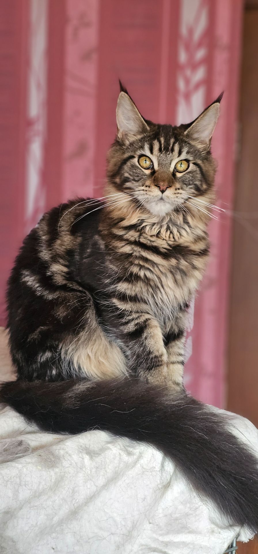 Девочка лесного окраса мейн кун