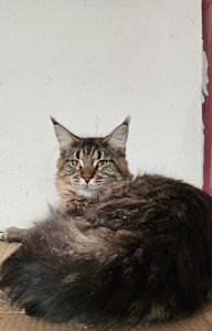 Зара девочка мейн кун