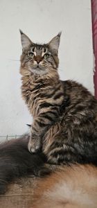 Зара девочка мейн кун