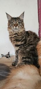 Зара девочка мейн кун