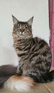 Зара девочка мейн кун