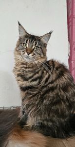 Зара девочка мейн кун