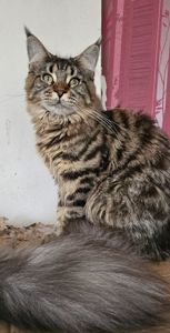 Зара девочка мейн кун