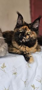 Сногшибательная девочка мейн кун