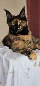 Сногшибательная девочка мейн кун