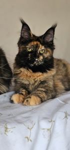 Сногшибательная девочка мейн кун