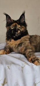 Сногшибательная девочка мейн кун