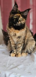 Сногшибательная девочка мейн кун