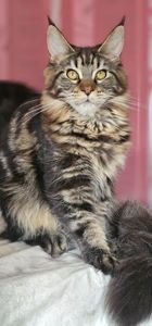 Девочка лесного окраса мейн кун