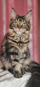 Девочка лесного окраса мейн кун