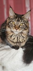 Девочка лесного окраса мейн кун