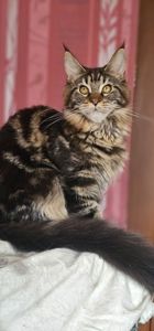 Девочка лесного окраса мейн кун