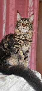 Девочка лесного окраса мейн кун