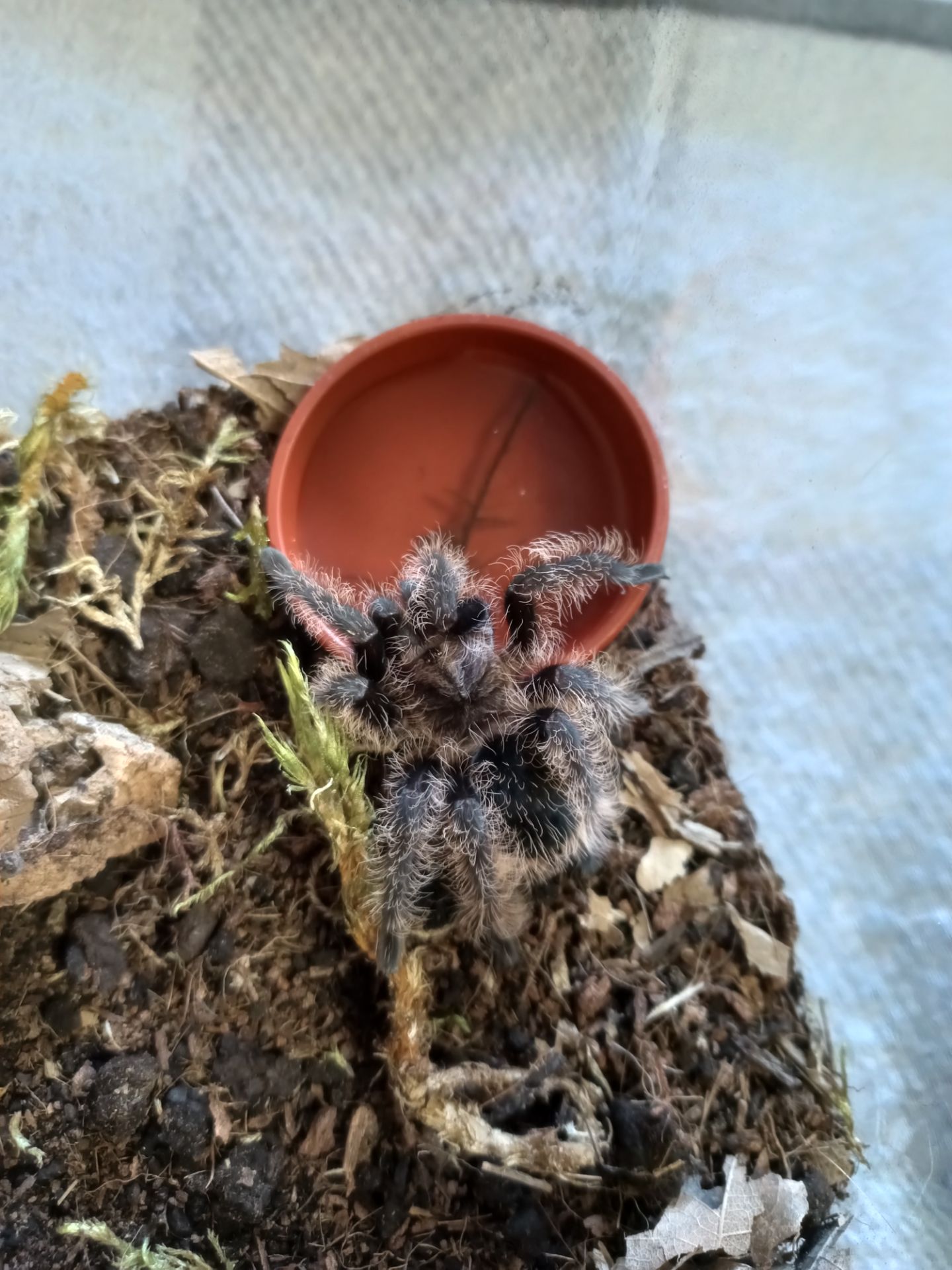Tliltocatl Albopilosus Nicaragua