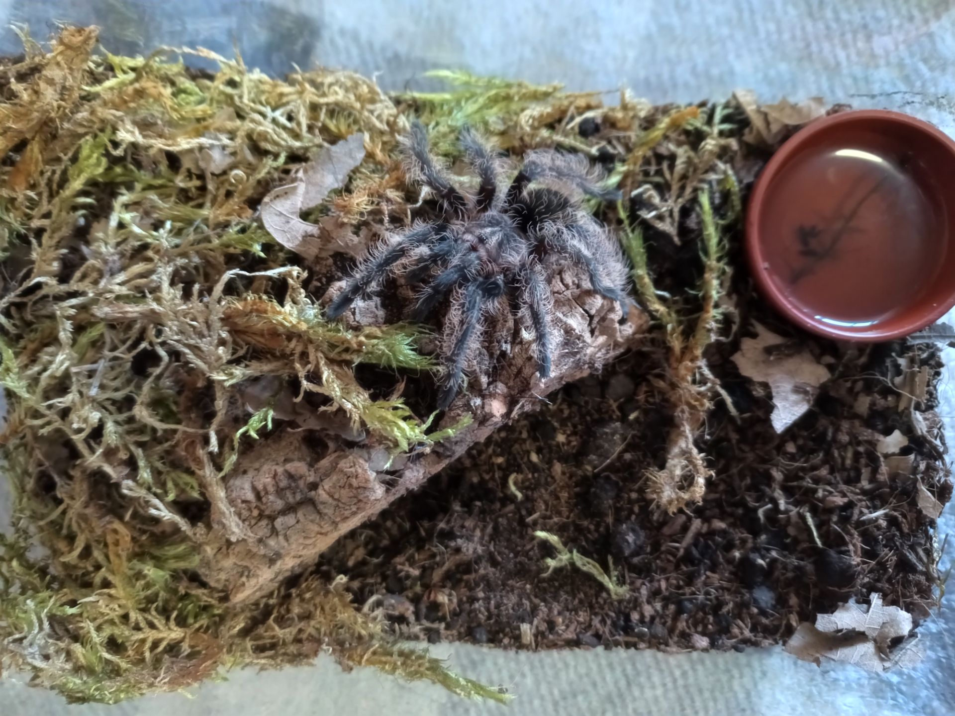 Tliltocatl Albopilosus Nicaragua