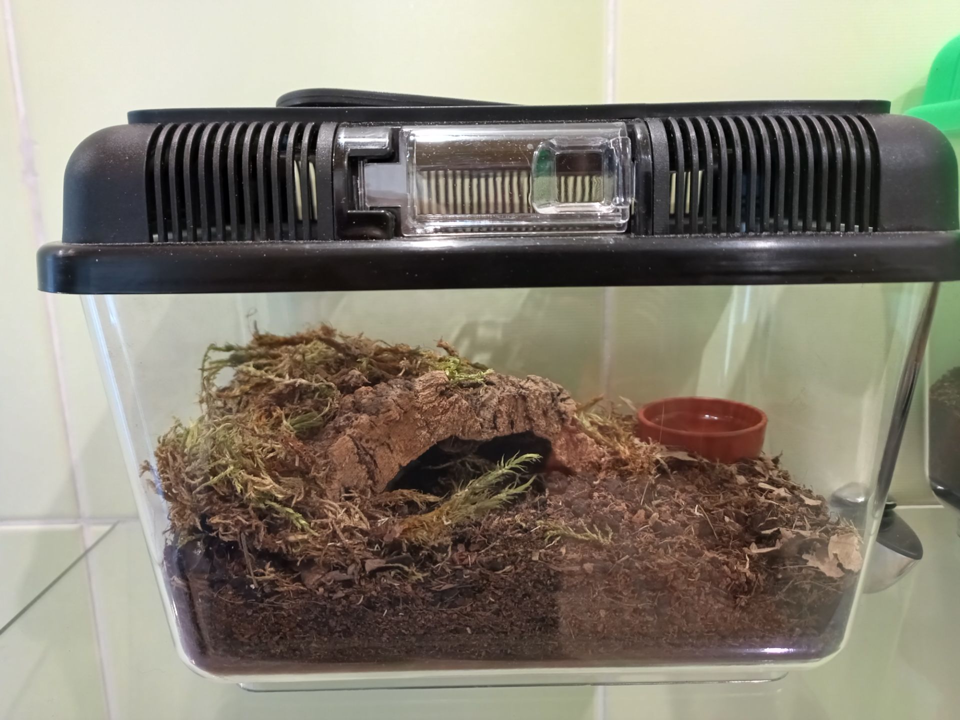 Tliltocatl Albopilosus Nicaragua