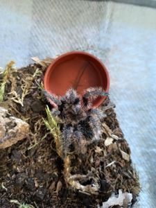 Tliltocatl Albopilosus Nicaragua