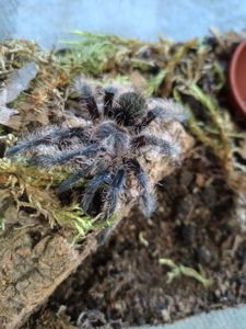 Tliltocatl Albopilosus Nicaragua