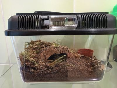 Tliltocatl Albopilosus Nicaragua