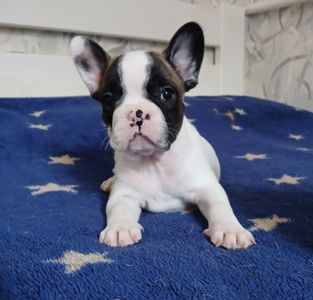 Французький бульдог