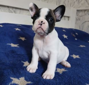 Французький бульдог