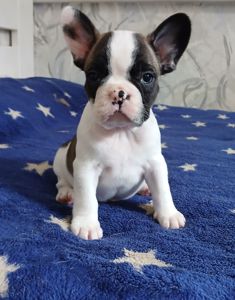 Французький бульдог