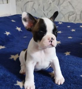 Французький бульдог