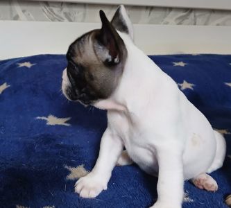 Французький бульдог