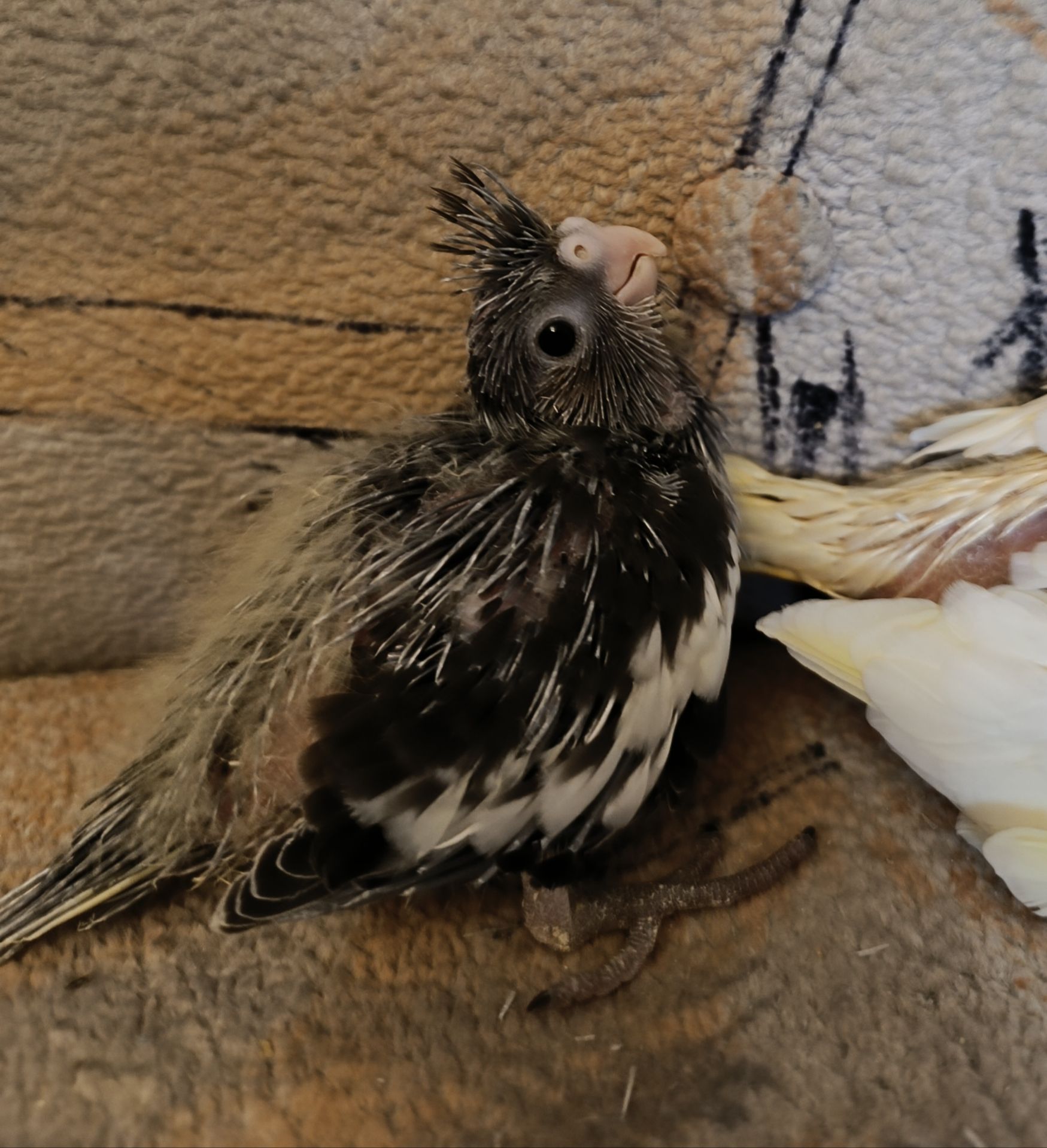 Підростають малюки корелли 🐦