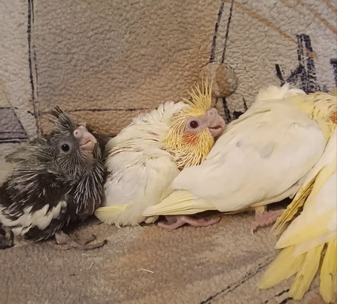 Підростають малюки корелли 🐦