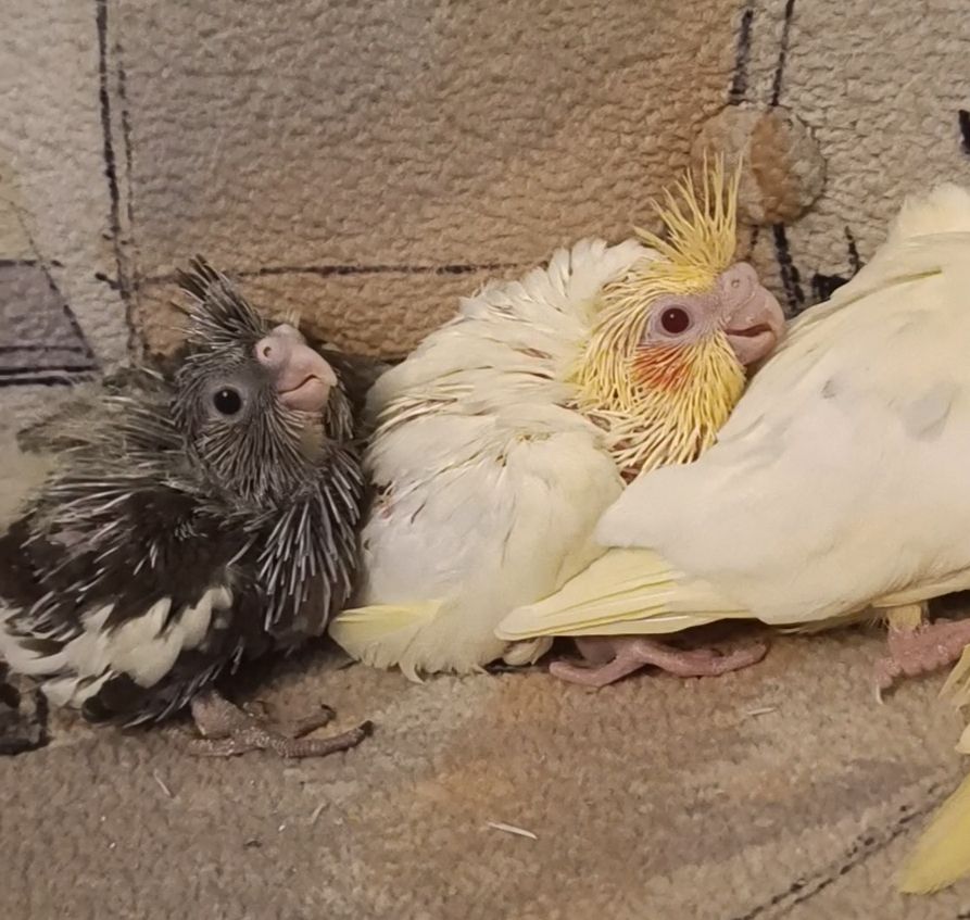 Підростають малюки корелли 🐦