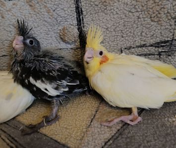 Підростають малюки корелли 🐦