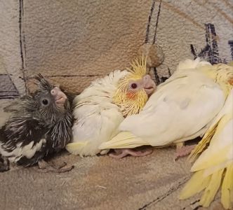 Підростають малюки корелли 🐦