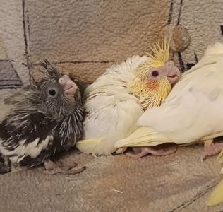 Підростають малюки корелли 🐦