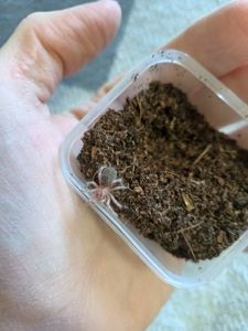 Grammostola Rosea Red