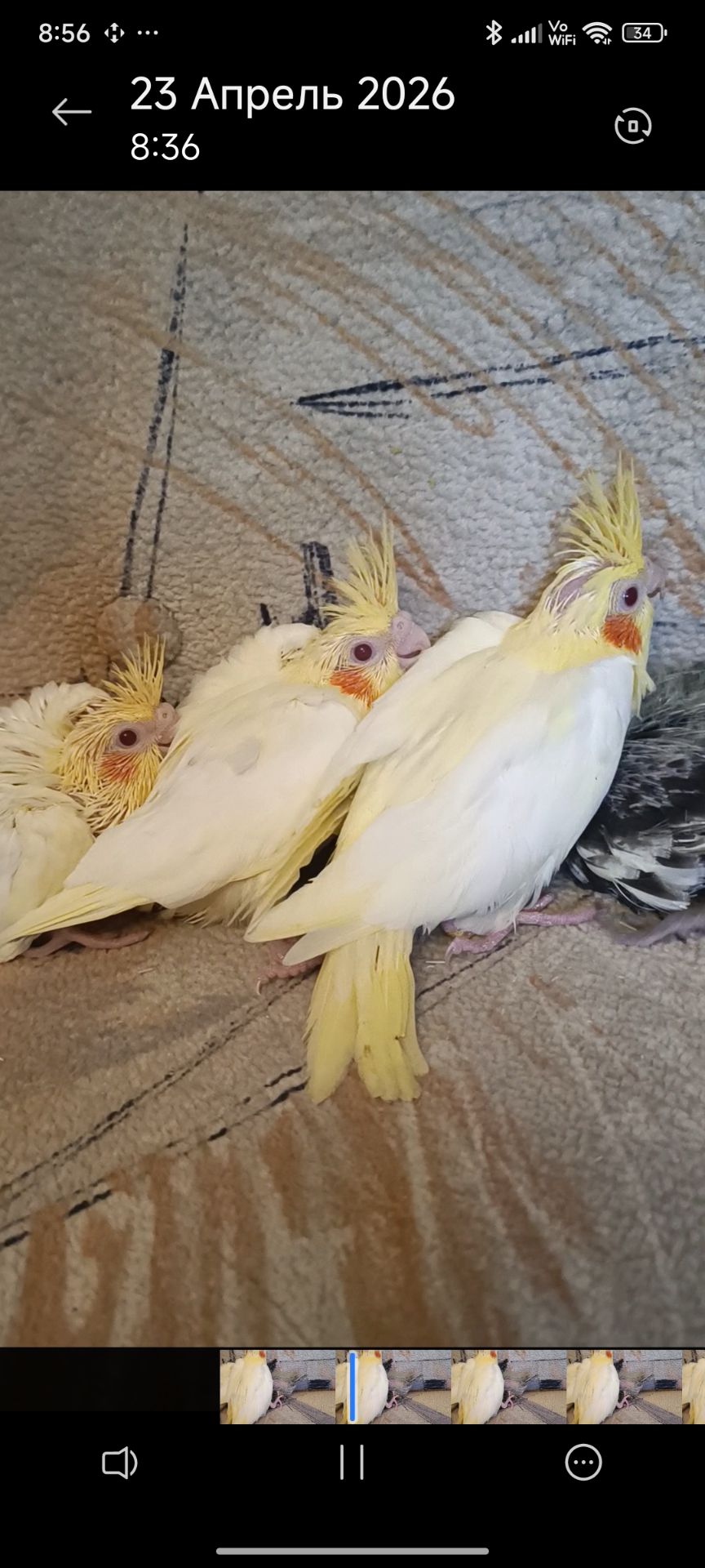 Підростають малюки корелли 🐦