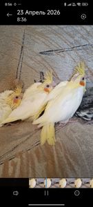 Підростають малюки корелли 🐦