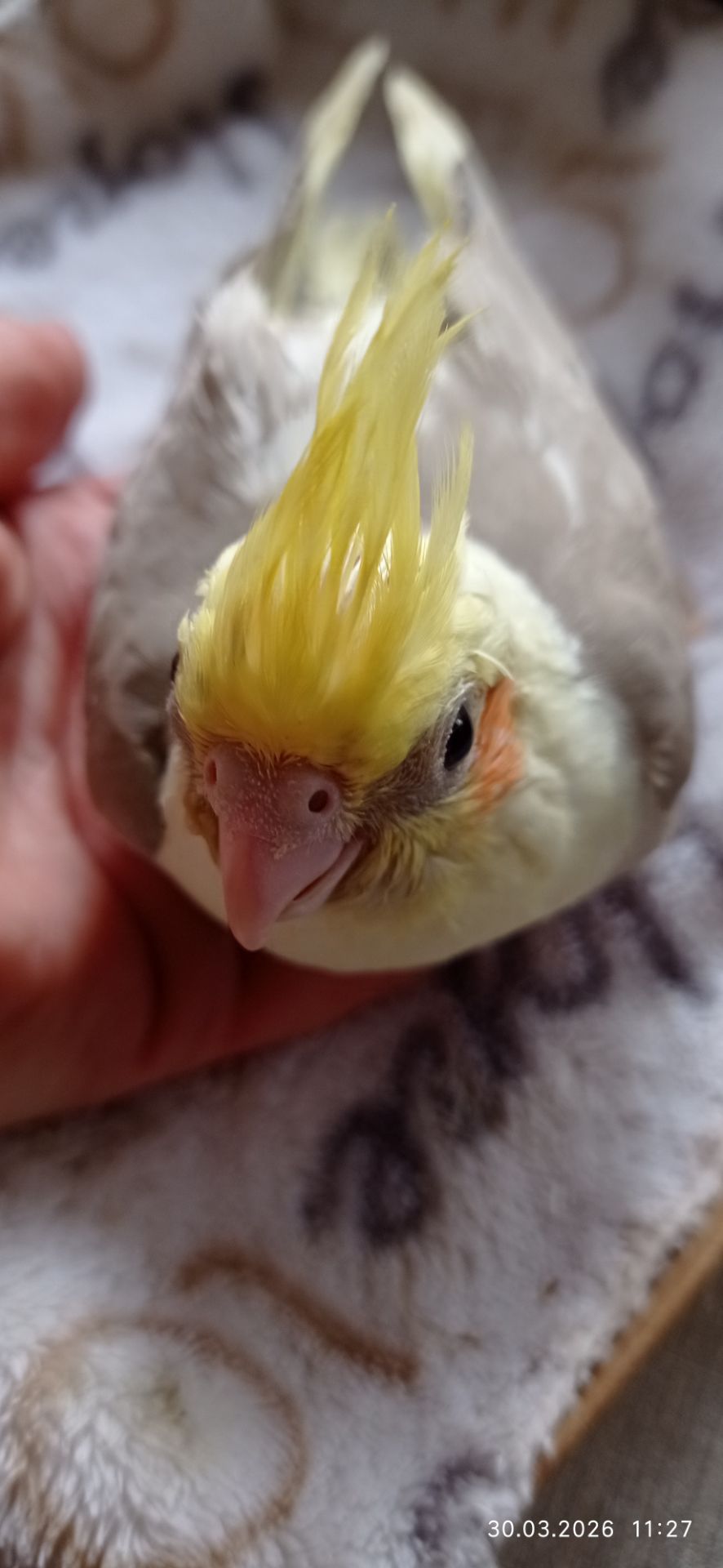 Корела пташенята