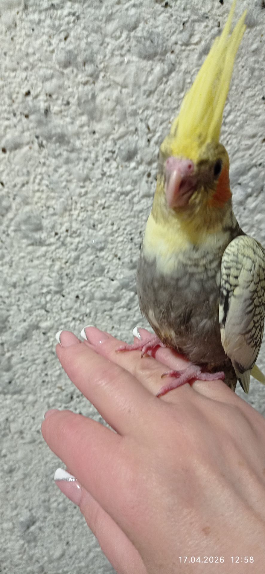 Корела пташенята